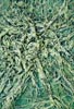 green medusa
